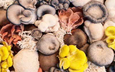 The Digestive Benefits of Mushrooms 🍄